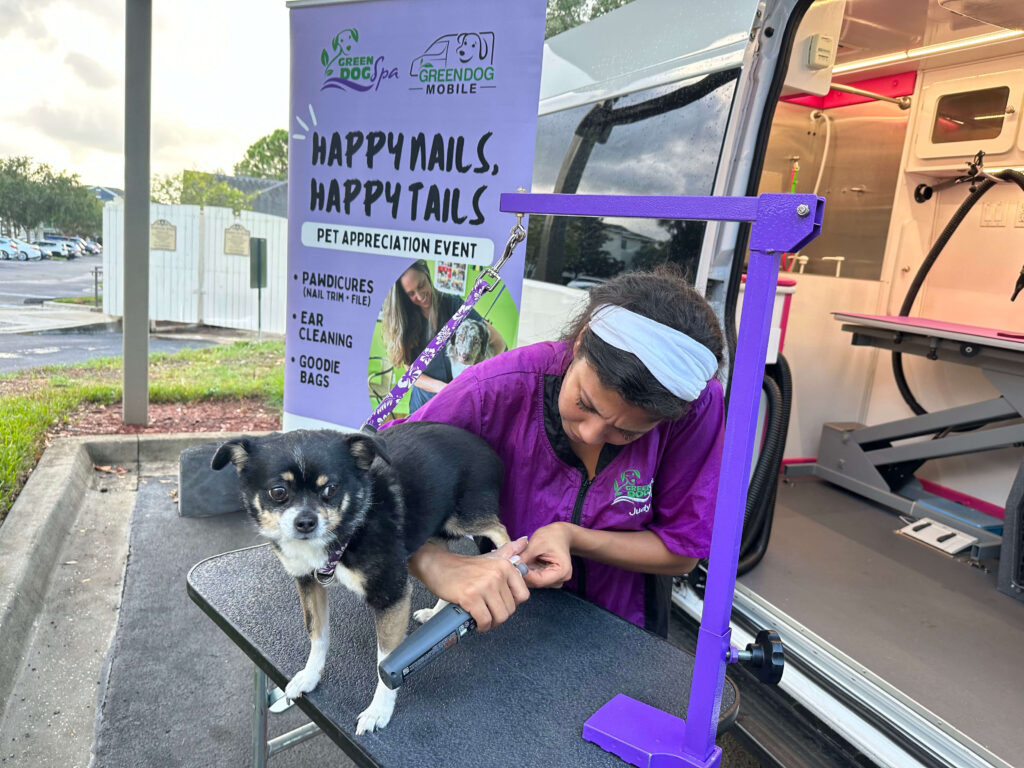 Green Dog Mobile team member Judy gives a "Pawdicure" (Nail trim + File) to a happy chihuahua mix at a local Happy Nails, Happy Tails pet appreciation event