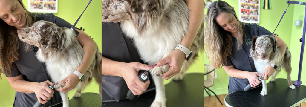 Decorative Banner with Green Dog Spa Owner Erica filing the nails of a friendly canine visitor to the spa.